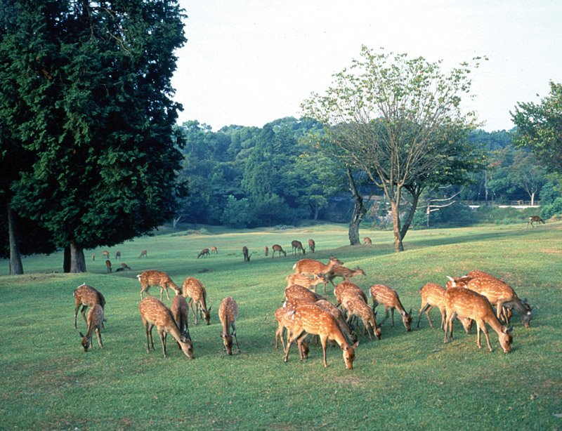  -. , Nara-ken, Nara-shi