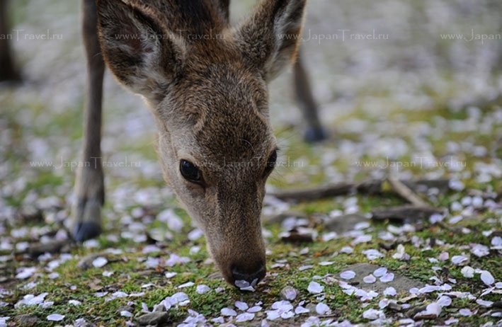  -. , Nara-ken, Nara-shi