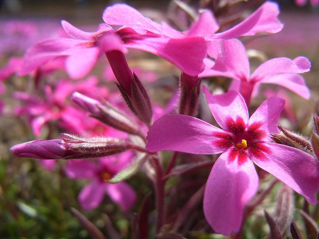   . , Saitama-ken, Chichibu-shi