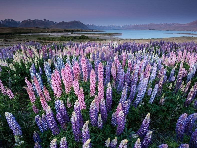   .  , Canterbury, Tekapo, Godley Peaks Road, 1463