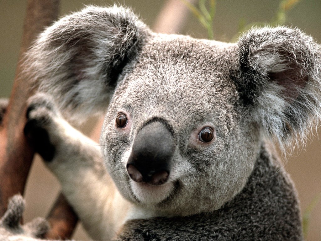  Koala.jpg. ,  