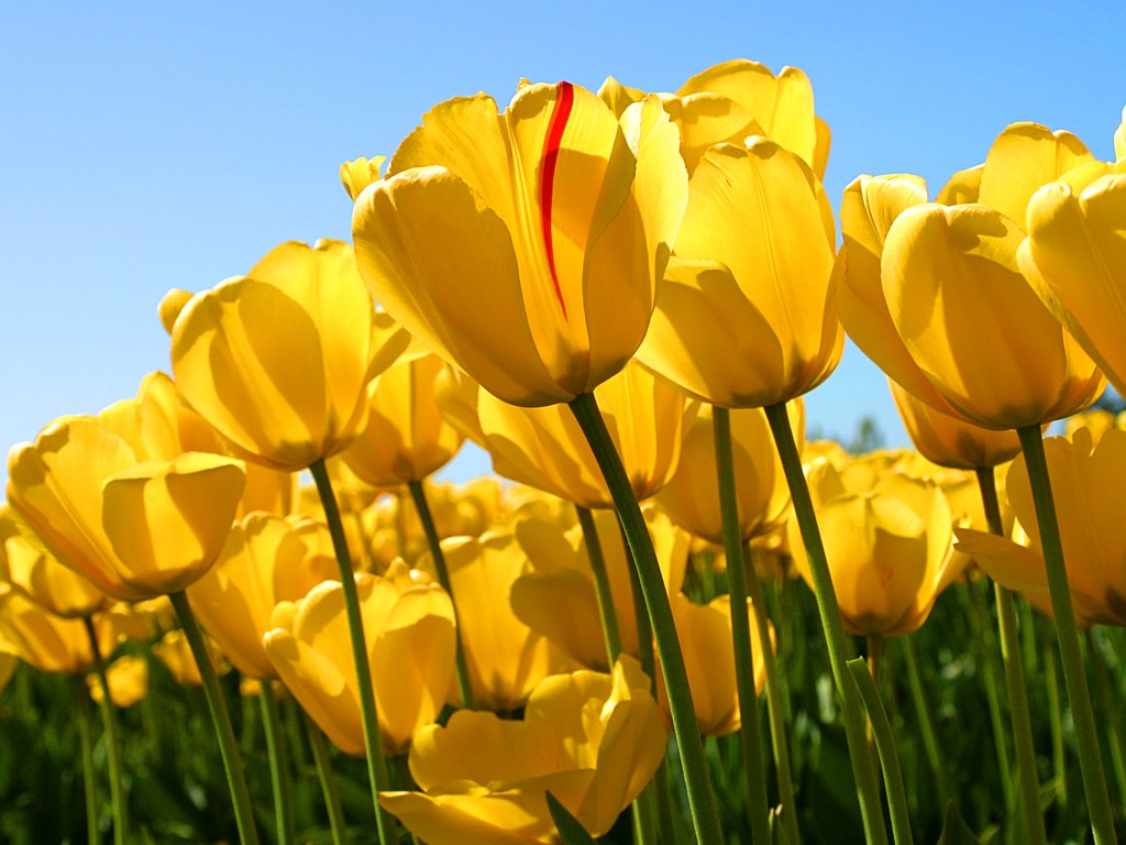  Tulips.jpg. ,  , 5