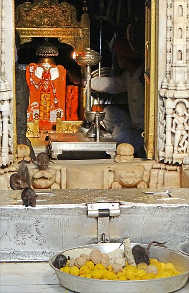      . India, Rajasthan, Deshnok, Karni Mata Temple Road