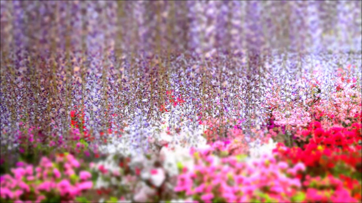  Ashikaga flower park. , , 