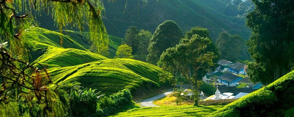   . , , Gua Musang, Jalan Gua Musang - Cameron Highlands