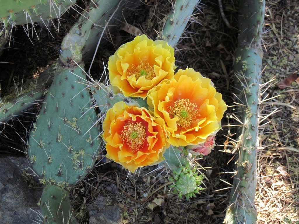  Desert Botanical Garden.   , , , --, 1201