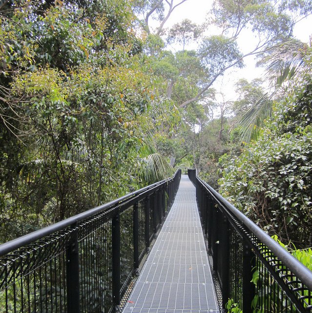    . , Queensland, Tamborine Mountain, Geissmann Drive, 325