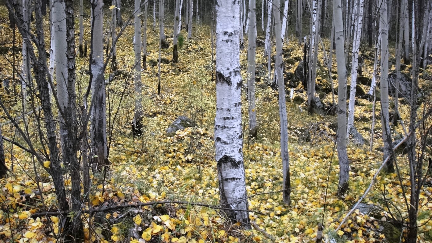 ���� DSC07866.JPG. ������, ��������� �������, ���������� ������� ��� - �������