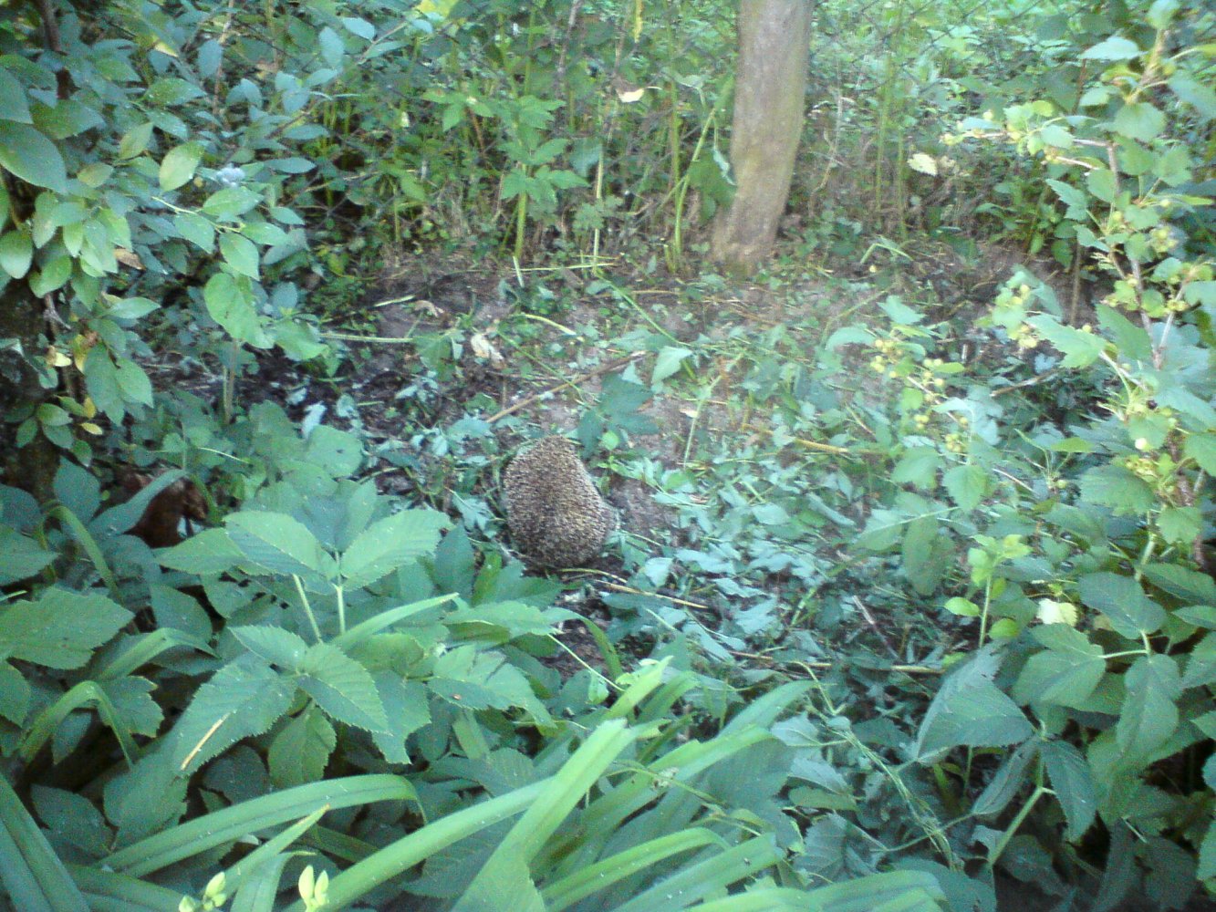 ���� DSC01796.JPG. ������, ���������� �������, ��������, Unnamed Road