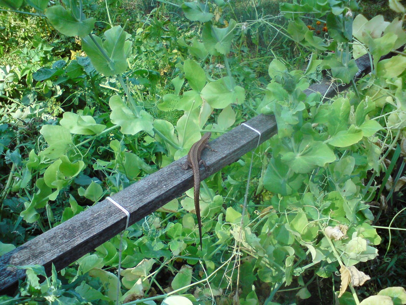 ���� DSC02791.JPG. ������, ���������� �������, ��������, Unnamed Road