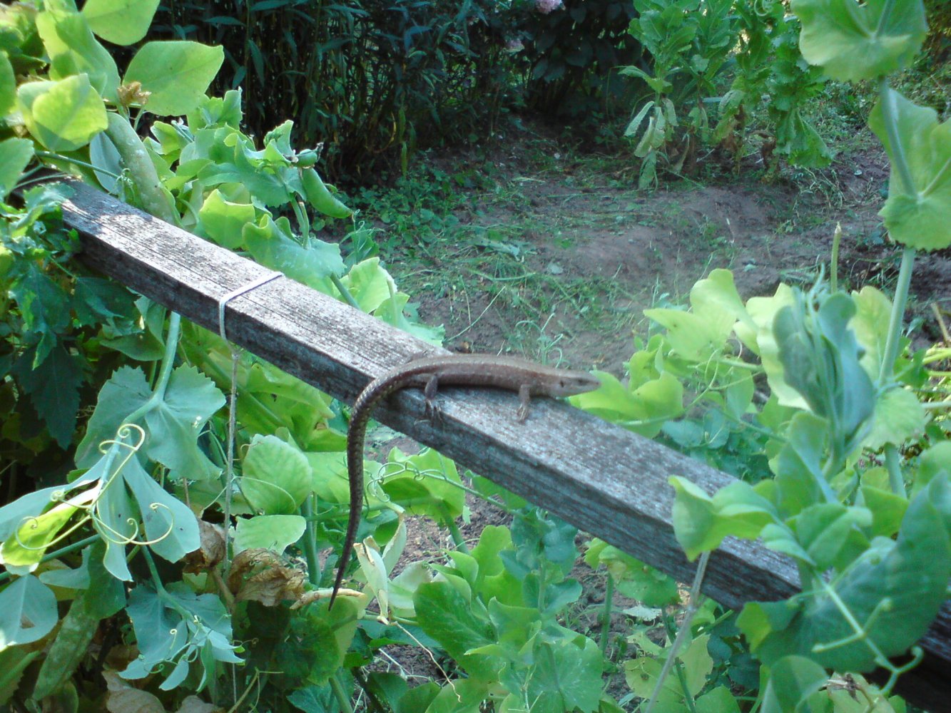 ���� DSC02793.JPG. ������, ���������� �������, ��������, Unnamed Road