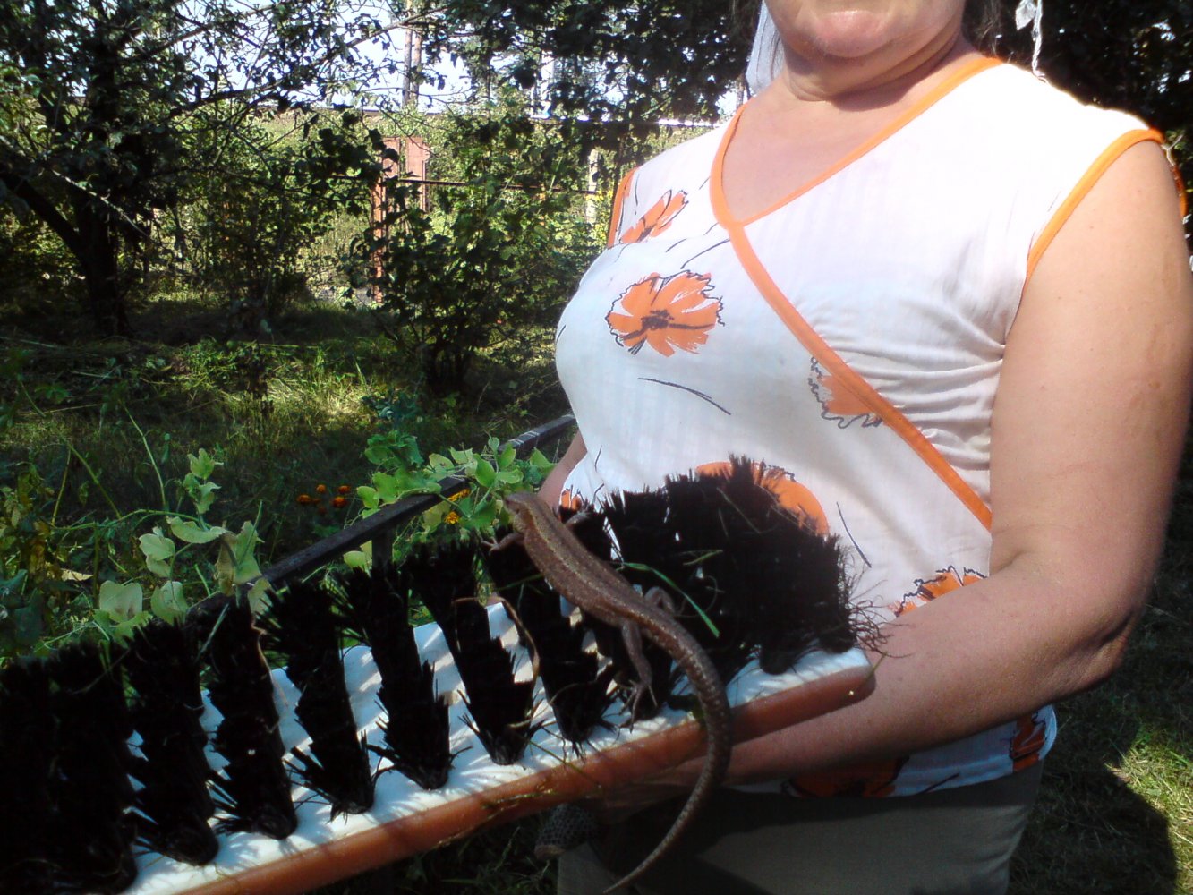 ���� DSC02794.JPG. ������, ���������� �������, ��������, Unnamed Road