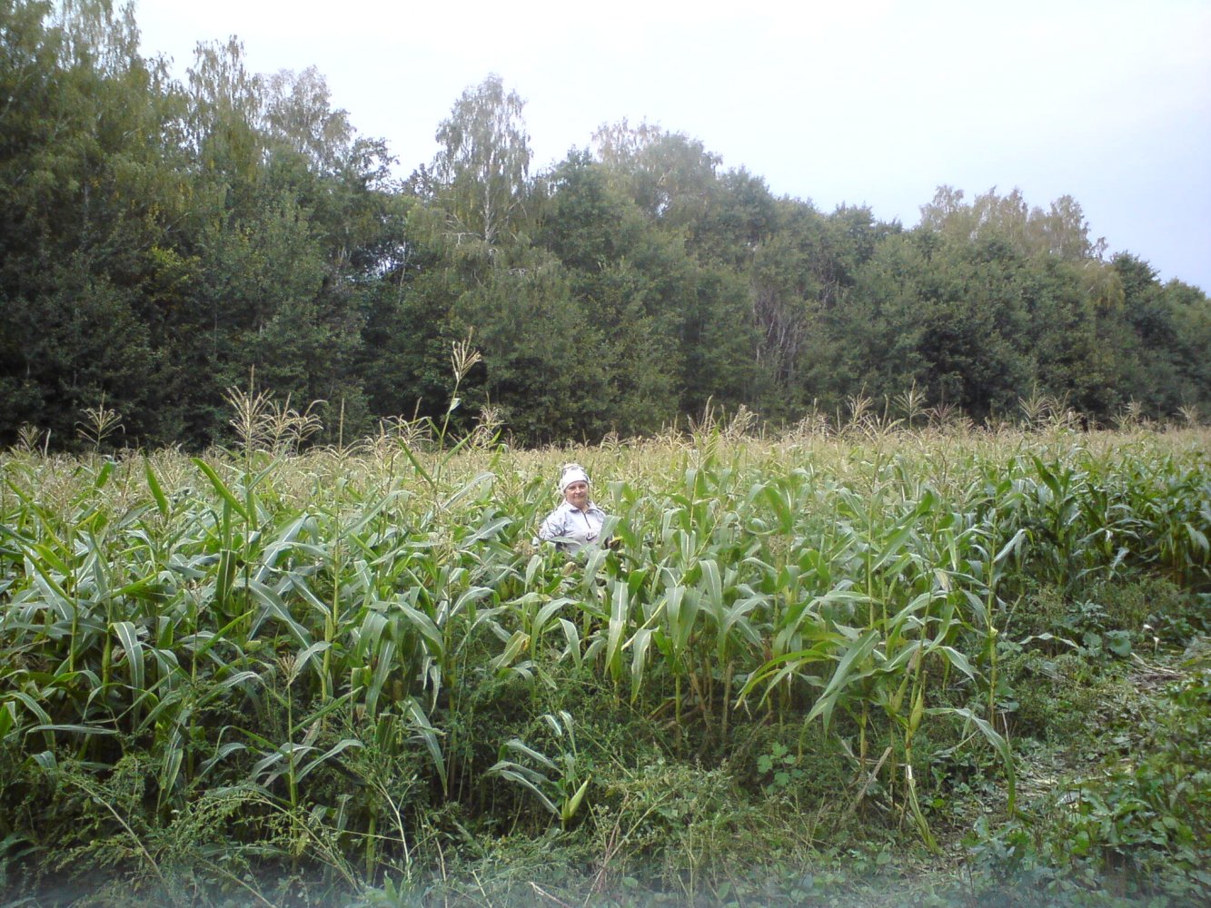 ���� DSC01138.JPG. ������, ���������� �������, ��������, Unnamed Road