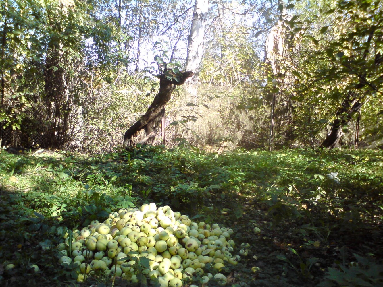 ���� DSC01185.JPG. ������, ���������� �������, ��������, Unnamed Road