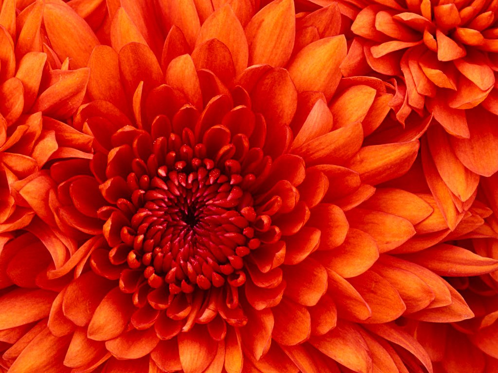  Chrysanthemum.jpg. ,  , Unnamed Road