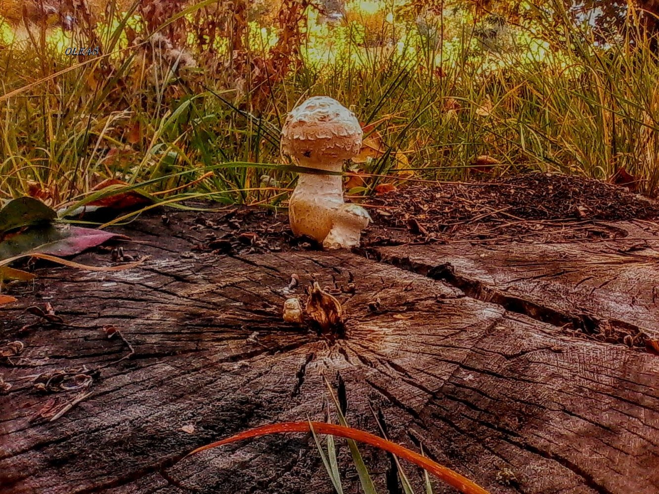 ���� IMG_20140927_132444.jpg. ������, �������� �������, �����, ������������� �����, 2