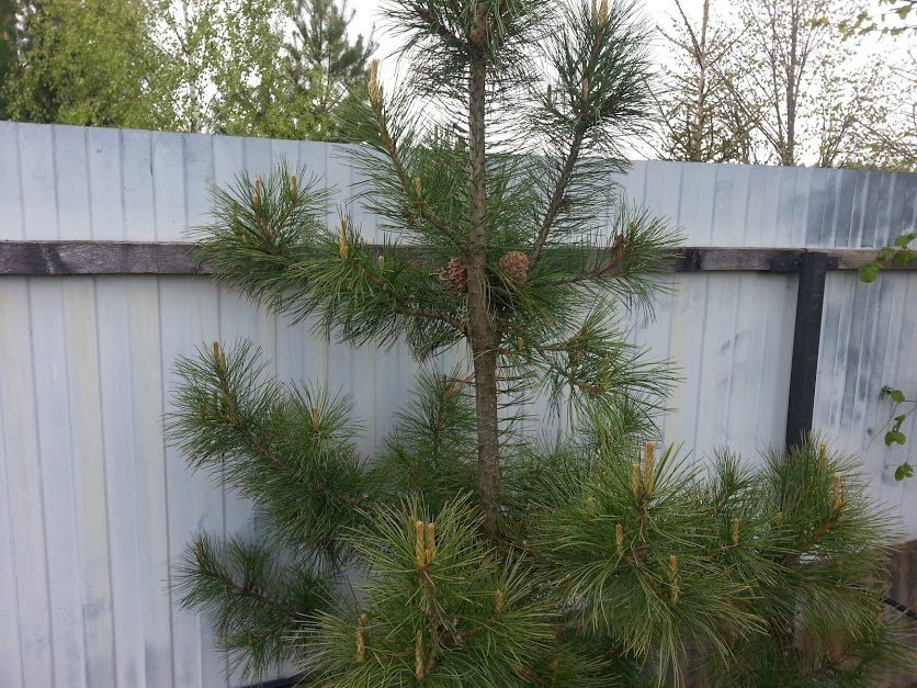 ���� ��� ���������� �� ��������.jpg. ������, �������� �������, �����������, �92