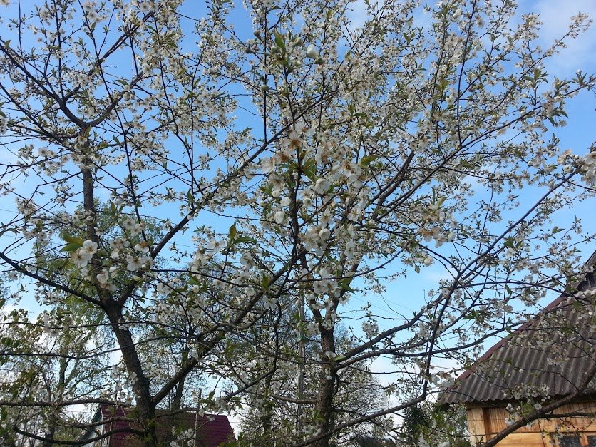 ���� ���� ����� ����������� �������... ������, �������� �������, �����������, �92