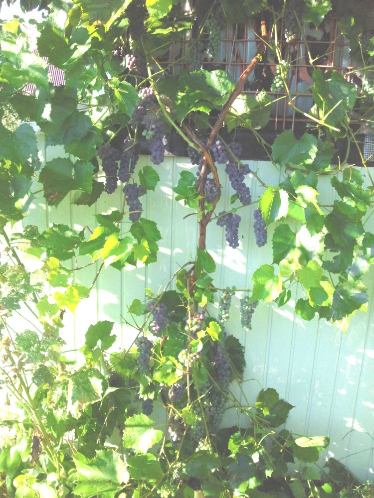 ���� ��� �������... ������, �������� �������, �����������, �92