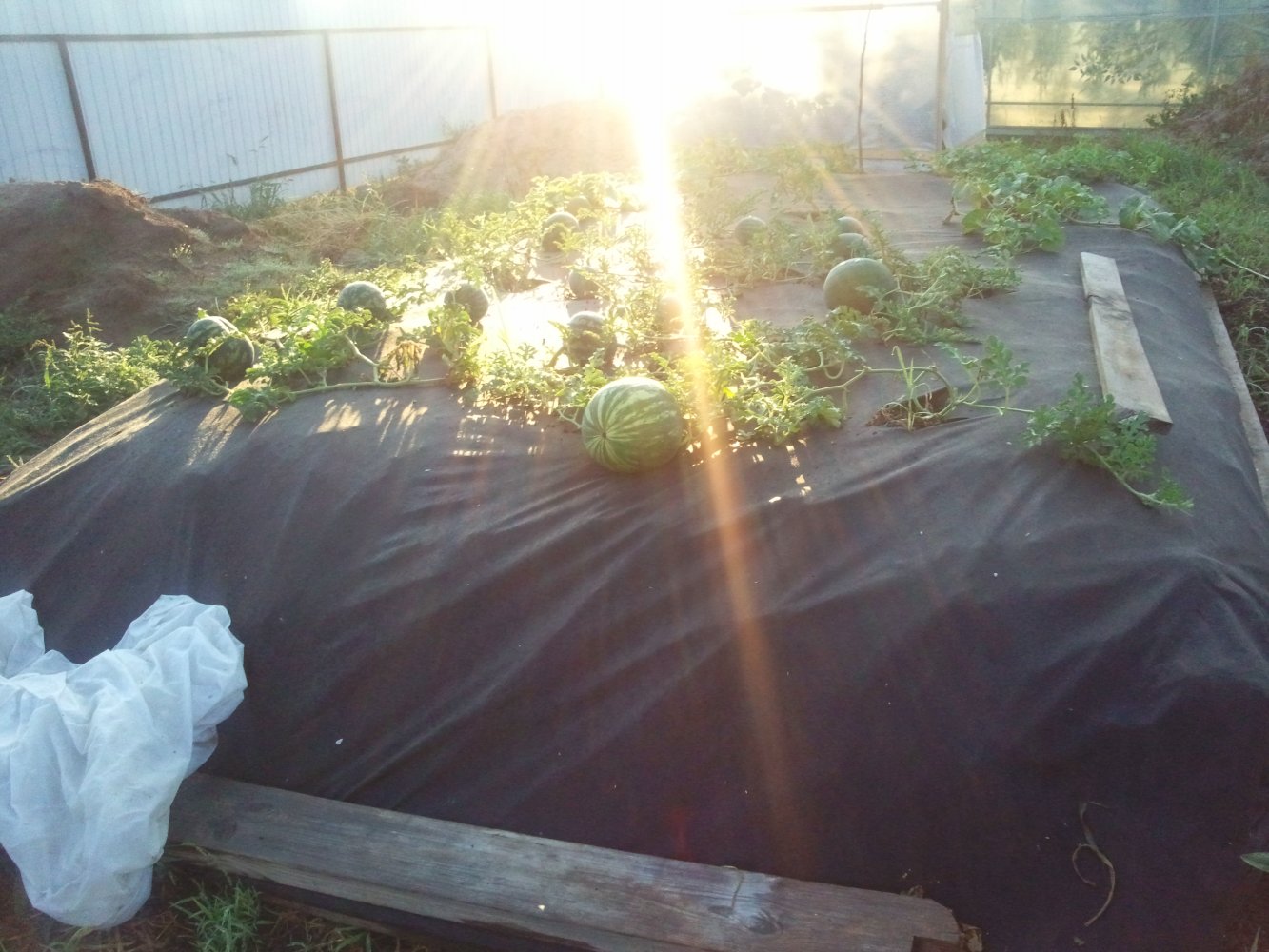 ���� ���� ������ 2015. ������, �������� �������, �����������, �92