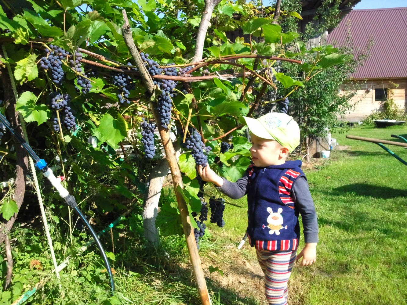 ���� ����� ��� ������� ���.jpg. ������, �������� �������, �����������, �92