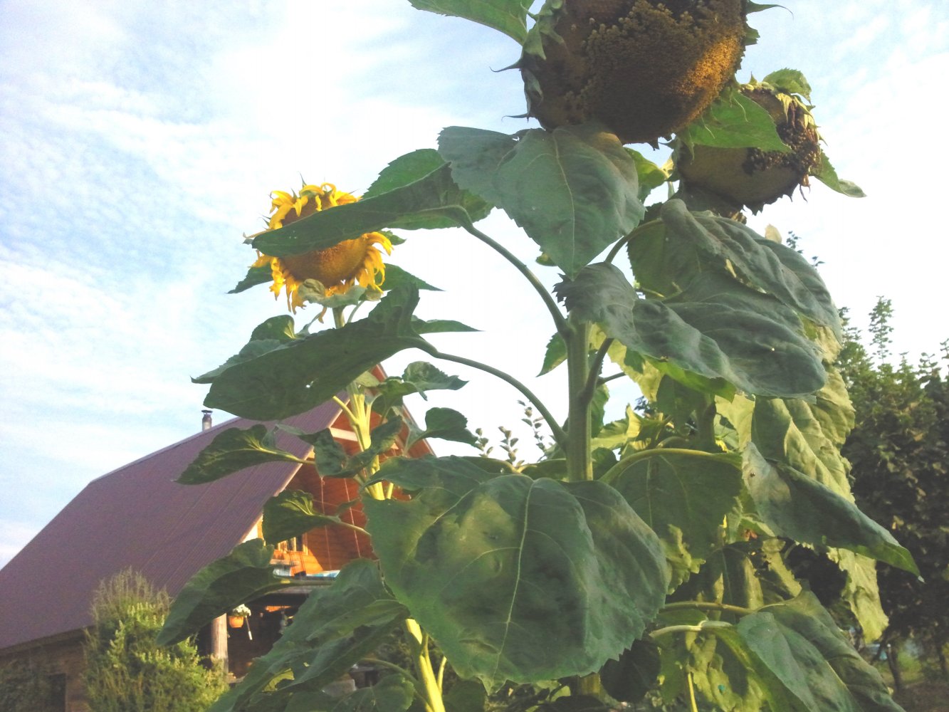 ���� ��������� ����������.jpg. ������, �������� �������, �����������, �92