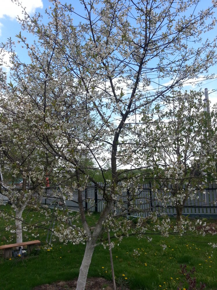 ���� ������������  ..�������...jpg. ������, �������� �������, �����������, �92