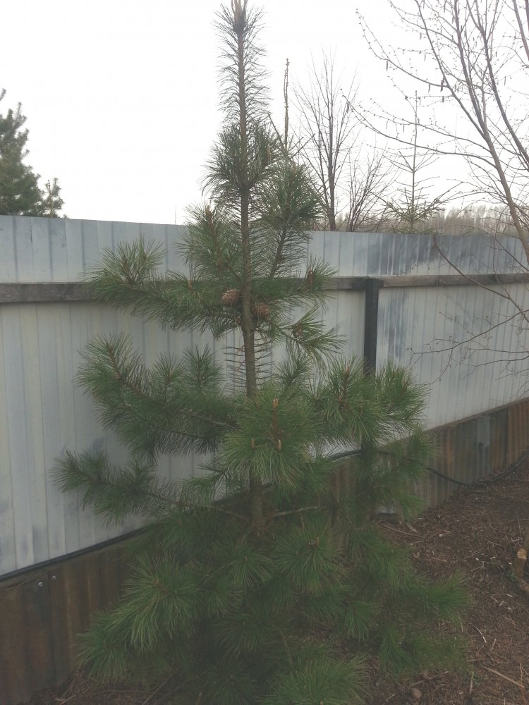 ���� ��������� ����.... ������, �������� �������, �����������, �92