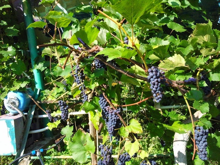 ���� ������� 2014. ������, �������� �������, �����������, �92