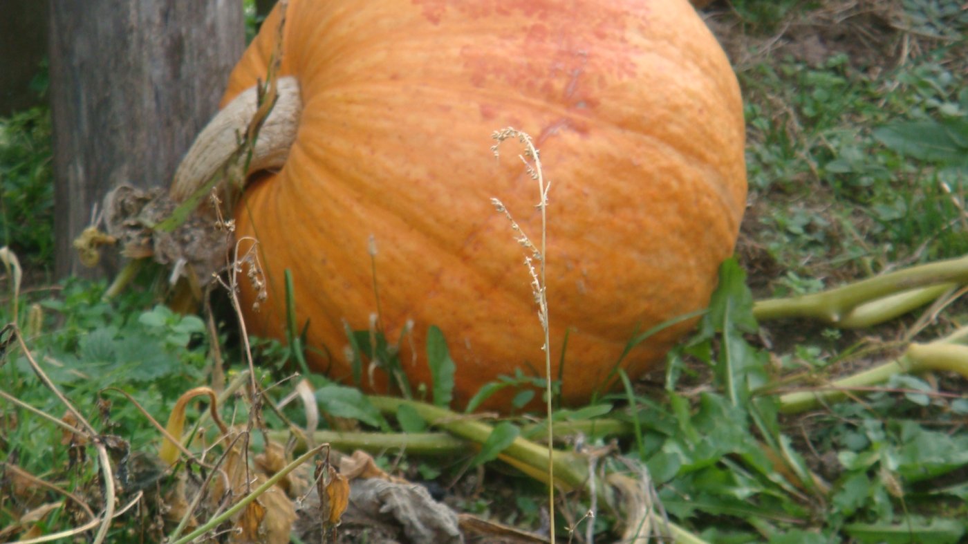 ���� D��� ��� ����������.... ������, �������� �������, �����������, �92