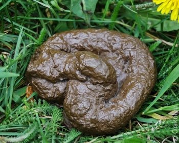 ���� govno.JPG. ������, ����� ������, �������� �������, 31�