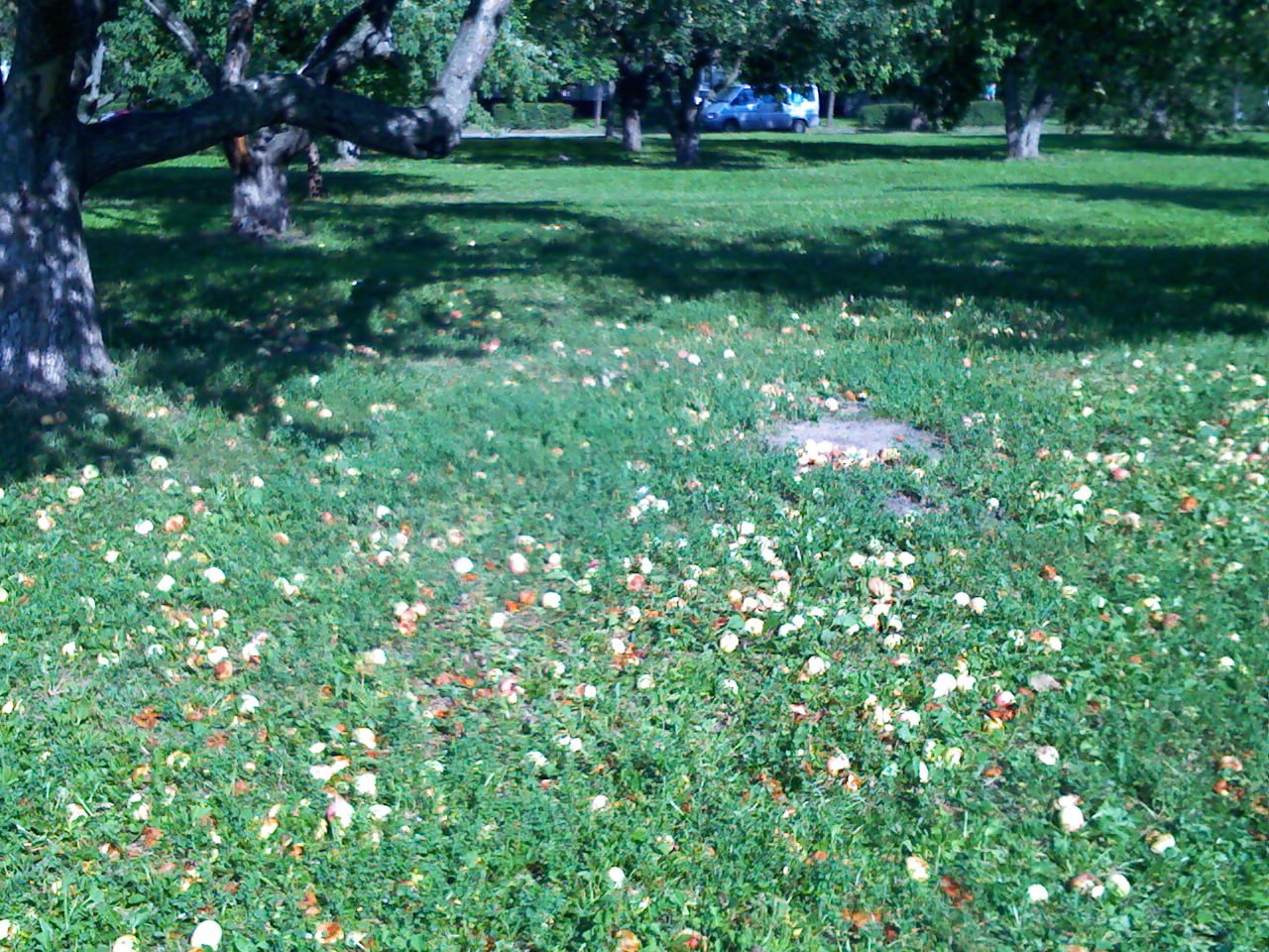 ���� �.jpg. ������, ����� ������, ����������� ������, 38