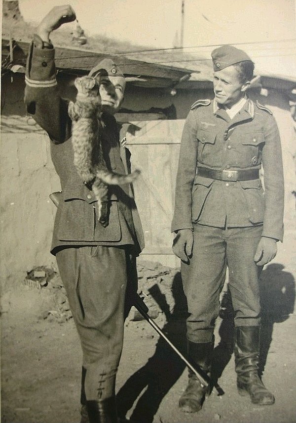 Die Katze kletterte auf den Soldaten, um zu essen.jpg. 