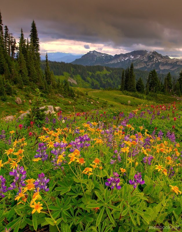    .   , Washington, Forks, Hoh Valley Road