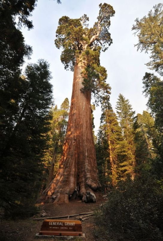   .   , California, Sequoia National Park, Generals Highway