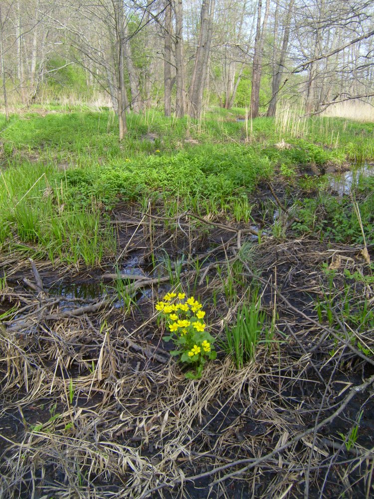    Cáltha palústris. ,  , 125