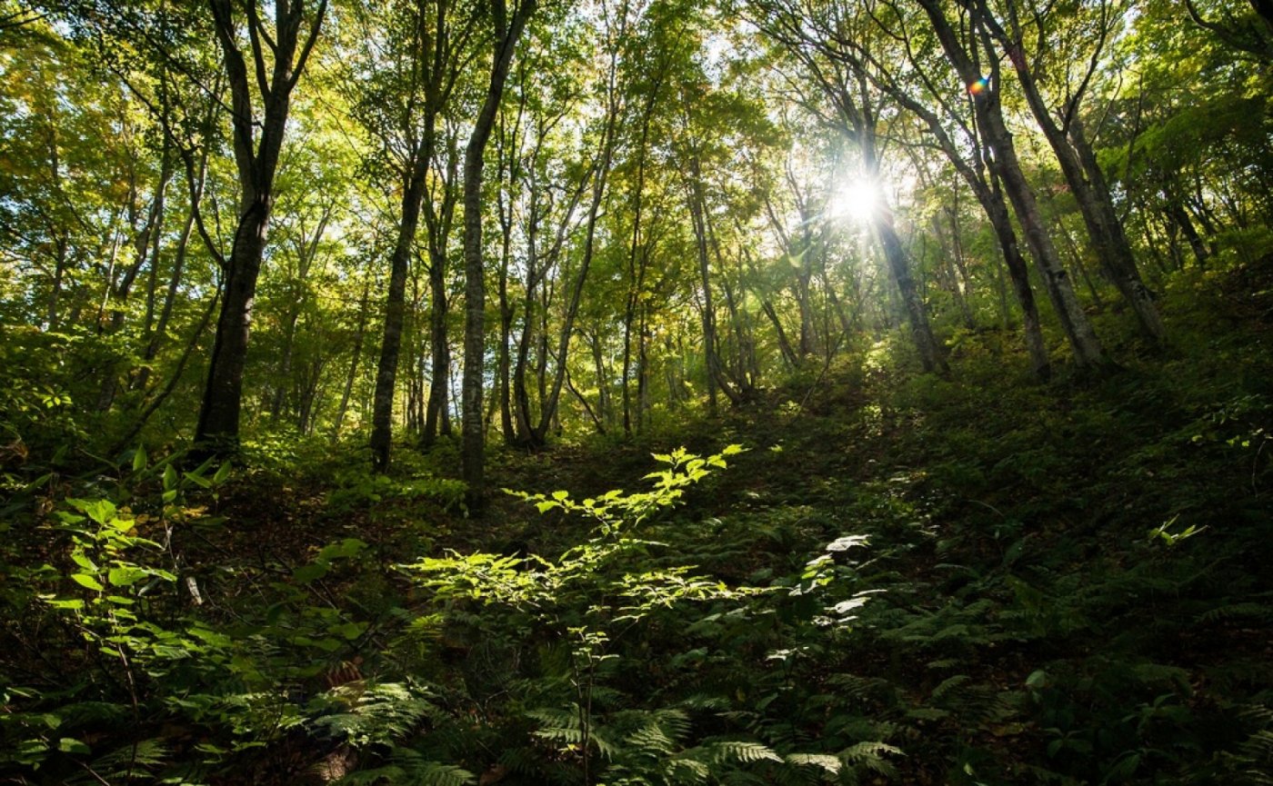   . , Aomori-ken, Ajigasawa-machi, Unnamed Road