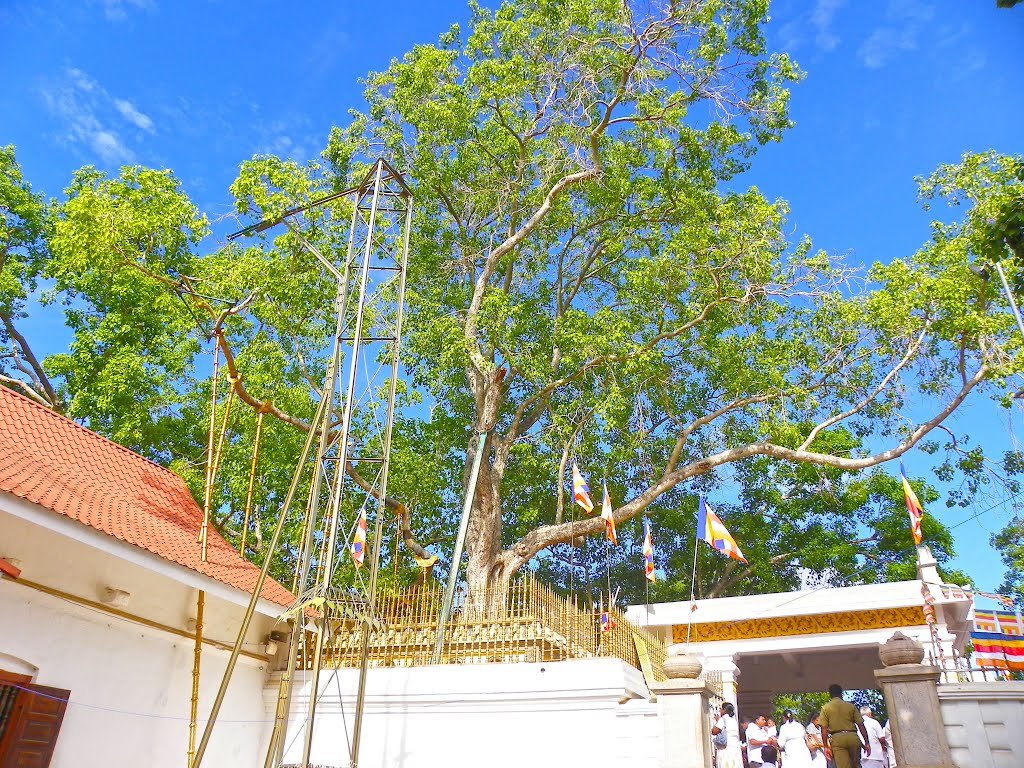      , -. -, - , Anuradhapura, Swarnamali Mawatha