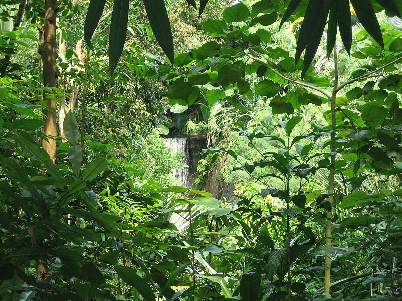 Фото Влажные тропические леса Ацинананы. Мадагаскар, Анцеранана