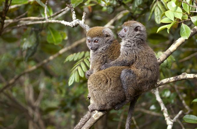 Фото Влажные тропические леса Ацинананы. Мадагаскар, Анцеранана