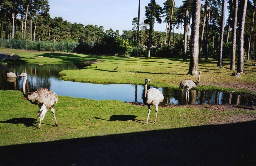  -. , Niedersachsen, Hodenhagen, Am Safaripark, 1