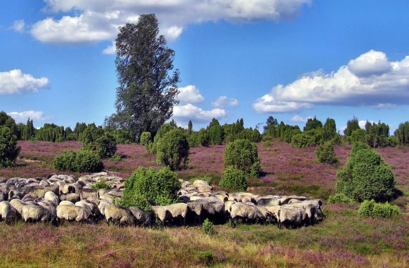    . , Niedersachsen, Bispingen, Unnamed Road