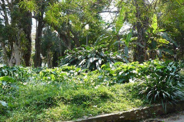 Фото Ботанический сад Тундуру. Mozambique, Cidade de Maputo, Maputo, Rua Henrique de Sousa
