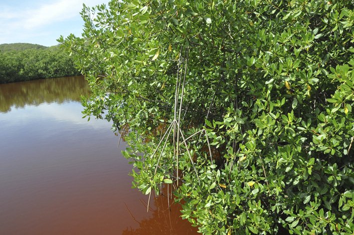   -. -, Fajardo, Mangrove Trail