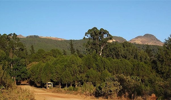   . , Oromia, Menegesha-Suba Forest Road