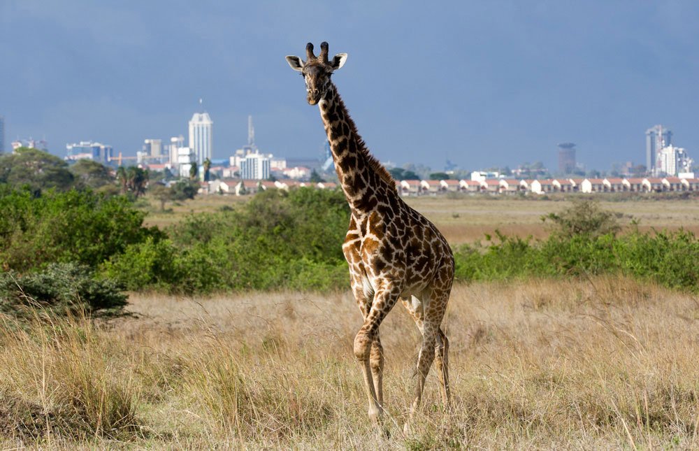   . , Nairobi, Unnamed Road