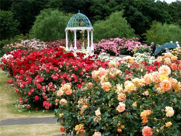  Keisei Rose Garden. , , 