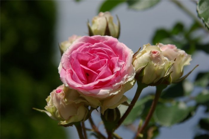  Keisei Rose Garden. , , 