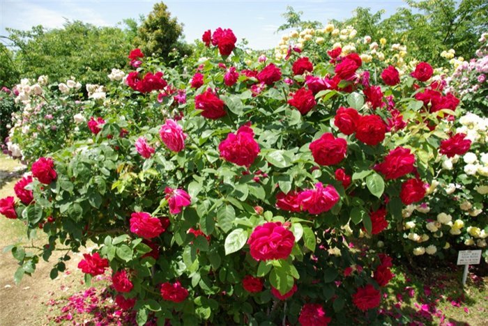  Keisei Rose Garden. , , 