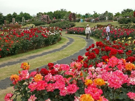  Keisei Rose Garden. , , 